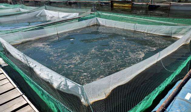 認準 宿州棉麻報價 企業(yè)大世界排名推廣