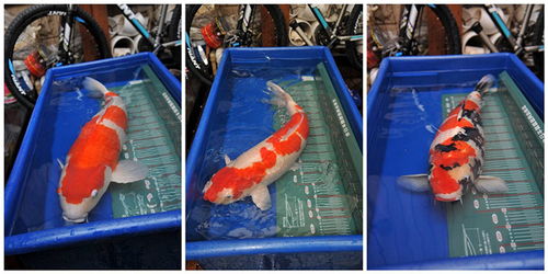 帆布魚池工廠化水產養殖 循環水養魚