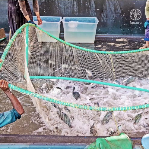 第四屆全球水產(chǎn)養(yǎng)殖大會(huì)開幕,聯(lián)合國(guó)糧農(nóng)組織總干事出席大會(huì)并講話