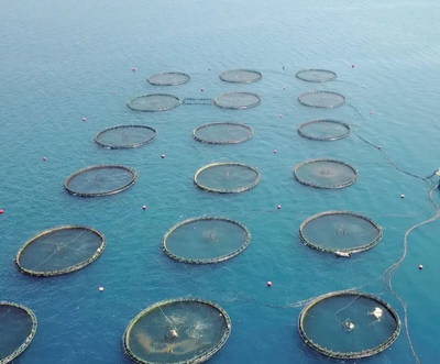 解開水產(chǎn)生物生長(zhǎng)品質(zhì)性狀的基因謎題