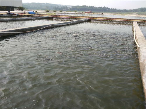 認(rèn)準(zhǔn) 豐都縣淡水魚苗基地