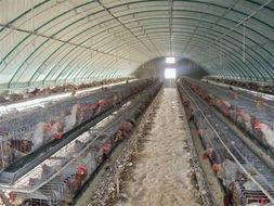 大棚骨架機(jī),養(yǎng)殖大棚骨架機(jī),新型溫室大棚安陽(yáng)博利