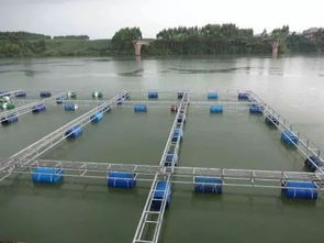 飼料丨300萬(wàn)噸飼料市場(chǎng)競(jìng)爭(zhēng)地圖 通威 海大博弈多年,將是飼料價(jià)格戰(zhàn)最慘烈的市場(chǎng)