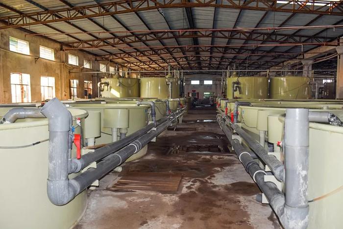 惠州海燕水產(chǎn):高品質(zhì)海水魚養(yǎng)殖走向內(nèi)陸