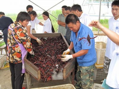 專家來武漢蝦龍水產養殖開發開展龍蝦養殖技術研發工作
