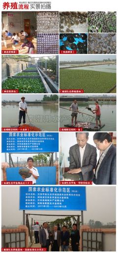 供應純種日本鱉苗/大量批發(fā)純種日本鱉苗/純種日本鱉苗價格