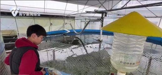 南寧市發展特色養殖,賦能鄉村振興