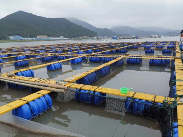 【關(guān)注】國(guó)內(nèi)首家!象山漁企獲評(píng)國(guó)家級(jí)岱衢族大黃魚良種場(chǎng)