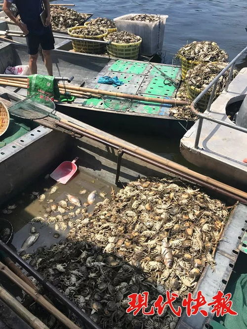 洪澤湖水域數(shù)萬(wàn)畝水產(chǎn)養(yǎng)殖區(qū)幾近絕收 污染源暫未明確