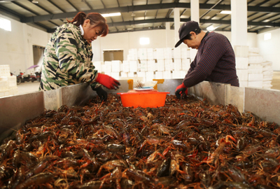 安徽農(nóng)墾華陽(yáng)河農(nóng)場(chǎng):又到捕蝦好時(shí)節(jié)