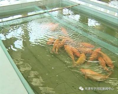 換新水產良種場:以科技與創新發展帶動淡水養殖