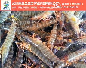 鑫漁圣生態 圖 成都南美白對蝦養殖 南美白對蝦