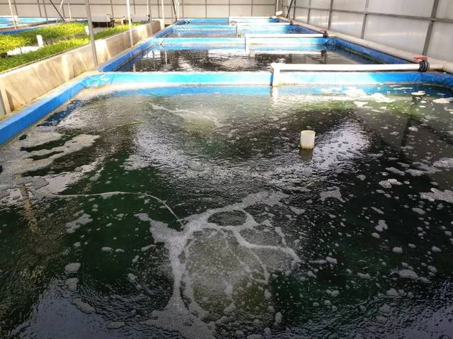 捍衛(wèi)食材安全 京城老漁(北京)農(nóng)業(yè)科技園區(qū) 獲評(píng)水產(chǎn)健康養(yǎng)殖示范場