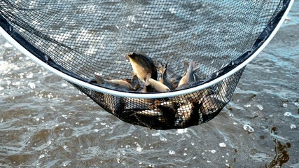 養魚不換水 種菜不施肥 一水雙收效益高