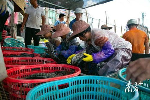 生猛 這條魚(yú)開(kāi)始全面上漲 一尾魚(yú)為廣東一個(gè)鎮(zhèn)創(chuàng)收9億元