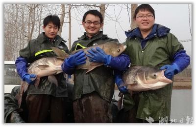 二十余年攻關(guān)"一條魚(yú)" 胖頭魚(yú)首個(gè)選育品種"中科佳鳙1號(hào)"通過(guò)審定