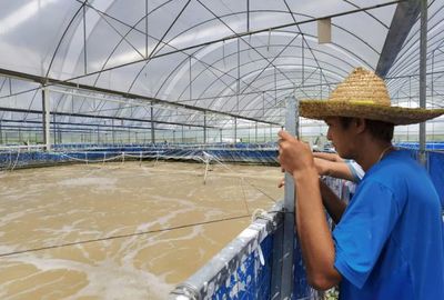 三名80后投資帆布工廠化養蝦,不換水、零排放,畝產3300斤!