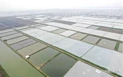 南沙又有新去處?休閑漁業(yè)民俗文化體驗(yàn)基地要來(lái)了