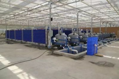 新疆兵團(tuán)十二師二二二團(tuán)室內(nèi)循環(huán)水工廠養(yǎng)殖螃蟹獲得成功