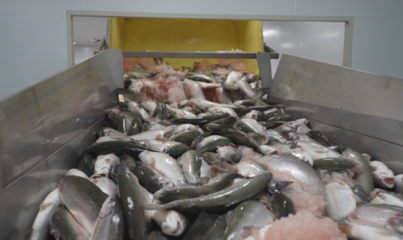 新年&ldquo;開(kāi)門(mén)紅&rdquo;|尼勒克:科技賦能漁業(yè)發(fā)展 繪就鄉(xiāng)村振興圖景