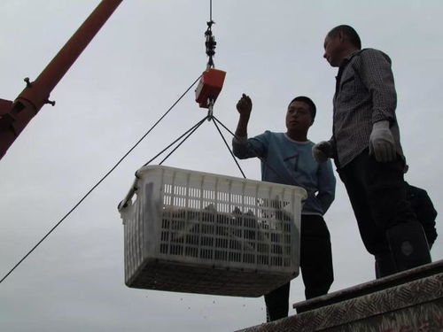 18元 斤,這里魚價(jià)常年全國最高