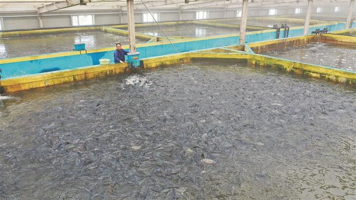 群魚(yú)齊躍爭(zhēng)食