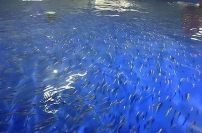 又一條名優(yōu)海魚(yú)獲得突破!五年攻關(guān),山東首次突破黃帶擬鲹人工繁育技術(shù)