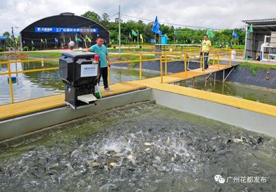 科技興農(nóng)③丨花都魚苗,"游走"全球!