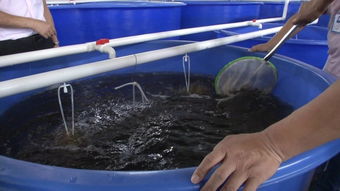 襄陽養(yǎng)殖淡水蝦要多少資金到哪可以學養(yǎng)殖技術 新興可加盟