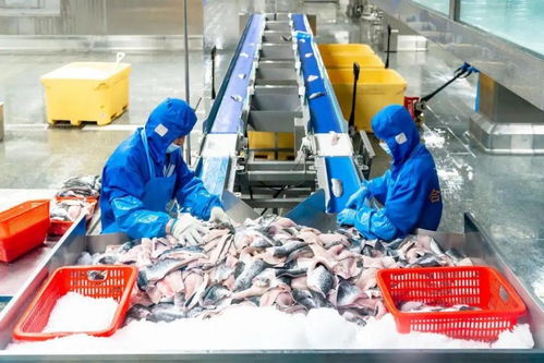 科技引領龍頭帶動,三水都市農(nóng)業(yè)綻放光彩 奮戰(zhàn)百千萬 三水譜新篇 系列圖集