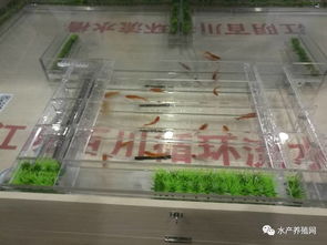 這才是屬于水產(chǎn)養(yǎng)殖人自己的展會,100多家動保 設備 飼料企業(yè)齊聚華中,帶來新產(chǎn)品 新技術 新模式