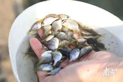 雄起!構(gòu)建海上開(kāi)放&ldquo;牧場(chǎng)&rdquo;,這里要打造百億現(xiàn)代漁業(yè)產(chǎn)業(yè)集群!