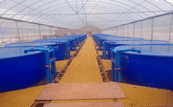 細(xì)心研發(fā)了專屬的循環(huán)水生態(tài)養(yǎng)殖設(shè)備,開(kāi)發(fā)出水產(chǎn)生態(tài)循環(huán)圈.