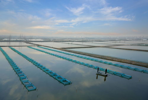 回訪代言人 共享豐收樂(lè) 大養(yǎng)蟹到養(yǎng)大蟹,泗洪大閘蟹 鉗 住財(cái)富