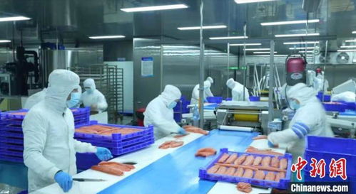 新疆產(chǎn)三文魚(yú)暢銷(xiāo)國(guó)內(nèi)外市場(chǎng)