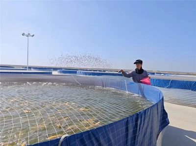 九原區(qū)特色種植養(yǎng)殖點(diǎn)亮鄉(xiāng)村振興新畫(huà)卷