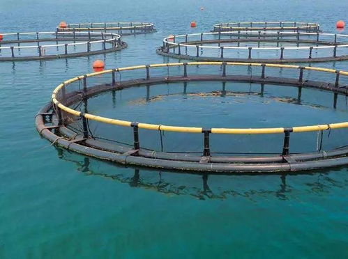 高考放榜 大廠大裁員,水產(chǎn)企業(yè)瘋狂搶人 年薪百萬(wàn)不是夢(mèng) 填志愿別錯(cuò)過(guò)了水產(chǎn)專(zhuān)業(yè)