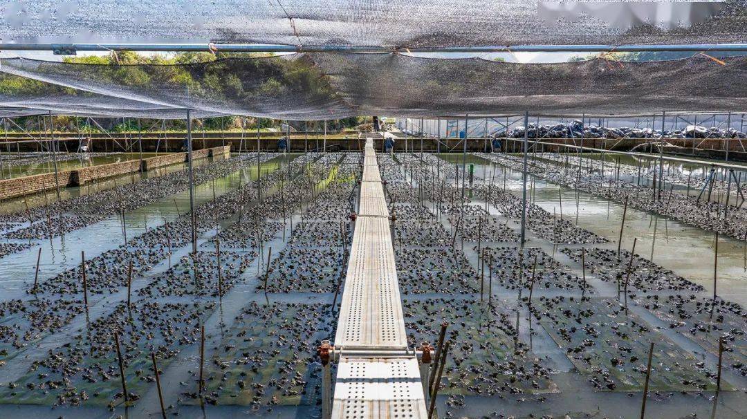 國(guó)家種業(yè)陣型企業(yè)丨中洋集團(tuán)助力河鲀、蛙類(lèi)&ldquo;破難題&rdquo;