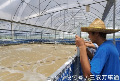 三名80后投資帆布工廠化養蝦,不換水、零排放,畝產3300斤