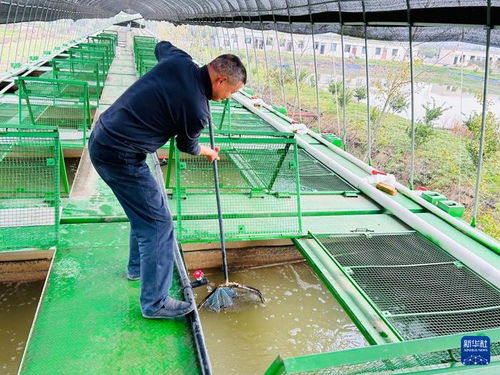 集裝箱養魚 工廠化種菜 武漢都市農業 新花樣