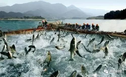 沙河實現(xiàn)水產(chǎn)養(yǎng)殖技術(shù)研發(fā)零突破