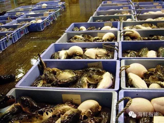 紅鰭東方鲀 美無度、禍無涯——水產養殖的雙刃劍