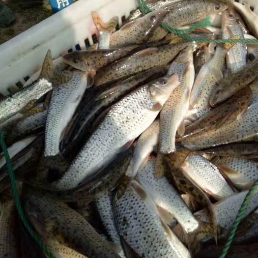 想養花骨魚？這些養殖技巧你必須掌握