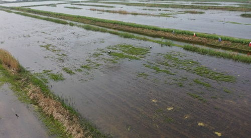 科技賦能，泗洪水產養殖迎發展新機遇