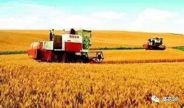 今年農業整體呈現'四漲一降'態勢，水產養殖表現突出